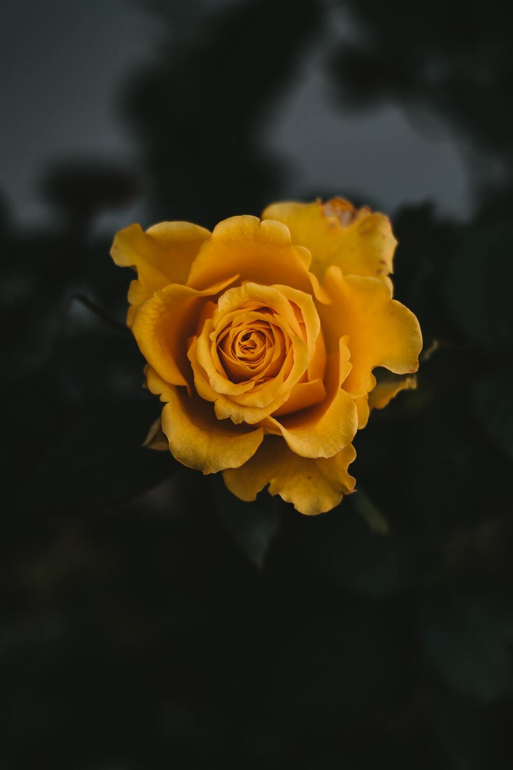Hình ảnh hoa hồng vàng đẹp