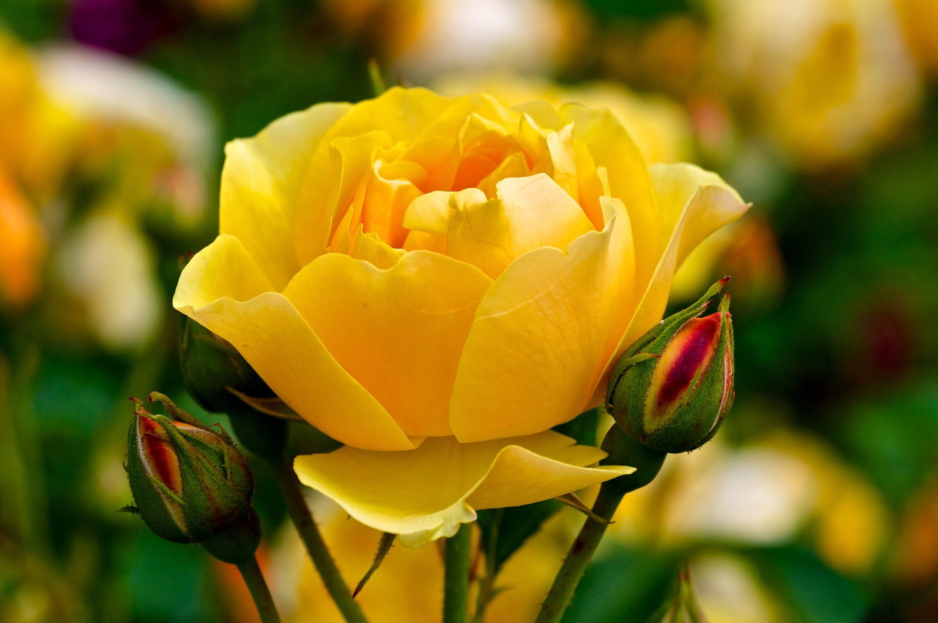 Hình ảnh hoa hồng vàng hấp dẫn đẹp nhất