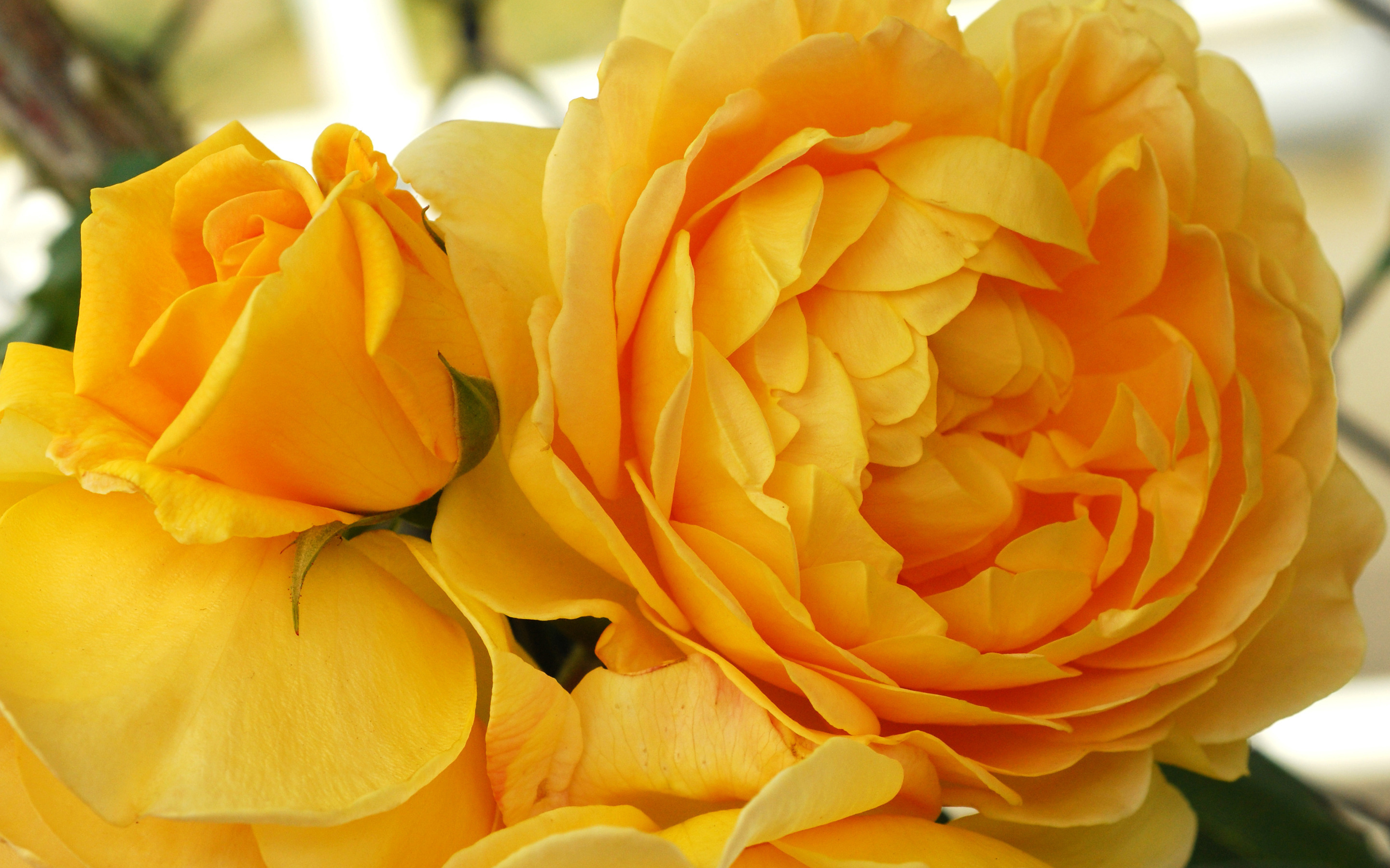 Hình ảnh hoa hồng vàng rực rỡ đẹp nhất