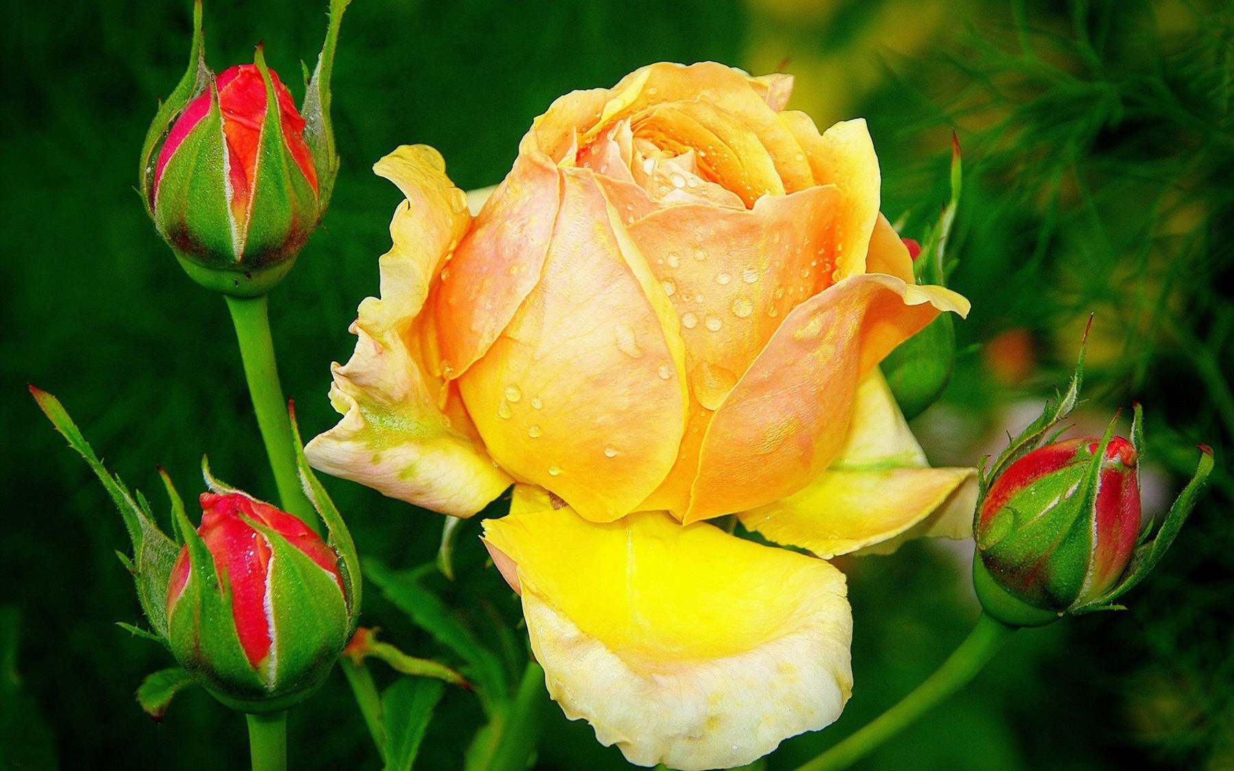 Hình ảnh hoa hồng vàng và hoa hồng đỏ