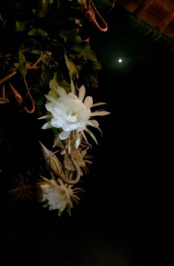 Hình ảnh hoa quỳnh nở dưới trăng nền đen