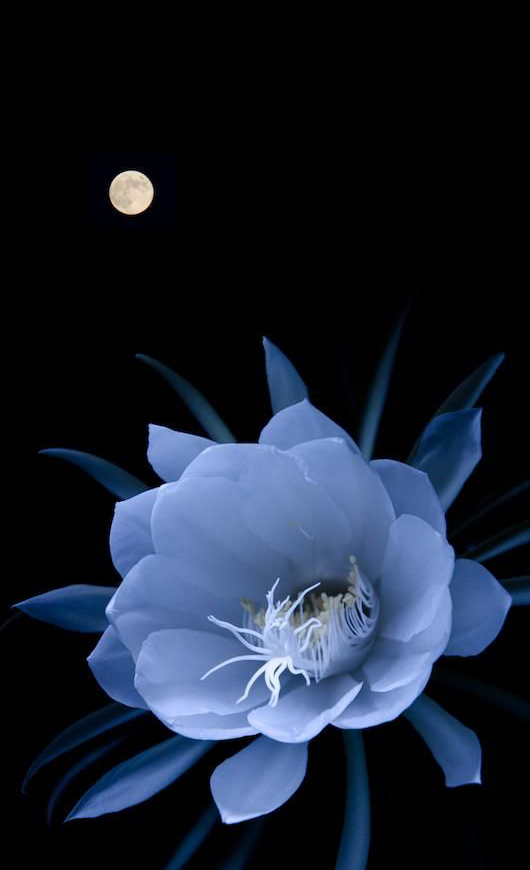 Hình ảnh hoa Quỳnh và trăng nền đen