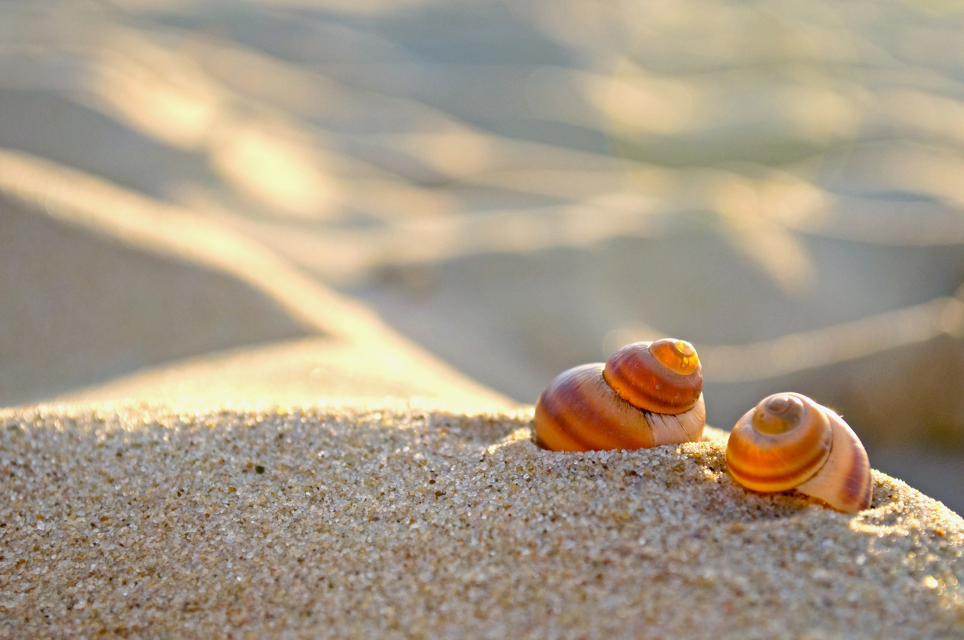 Hình ảnh những con ốc trên bãi cát