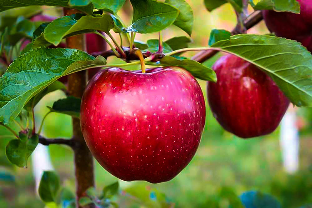 Hình ảnh quả táo đỏ