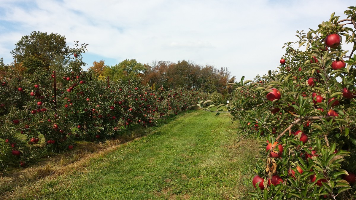 Hình ảnh vườn cây táo
