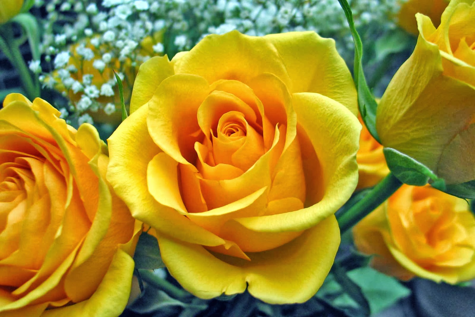 Hình hoa hồng vàng cực đẹp