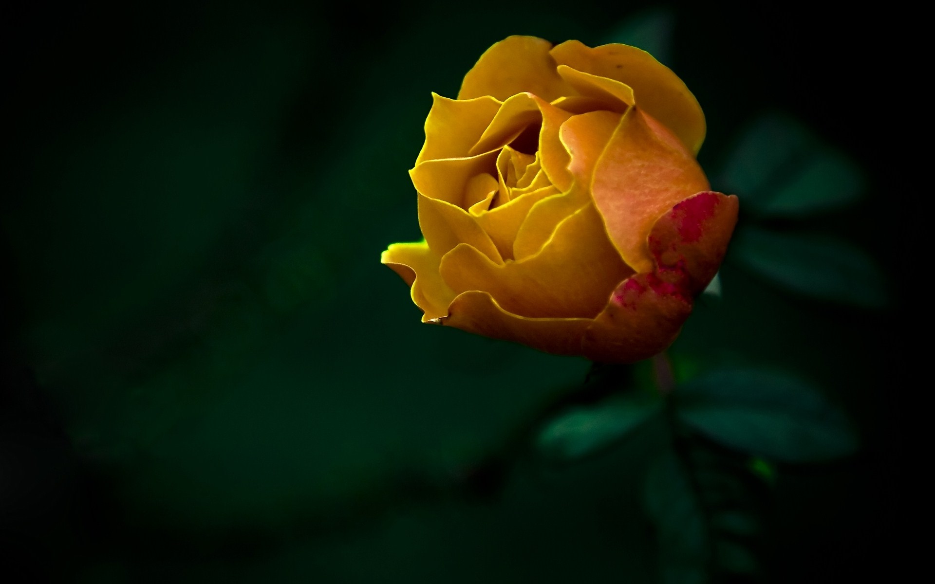 Hình hoa hồng vàng đẹp tuyệt vời