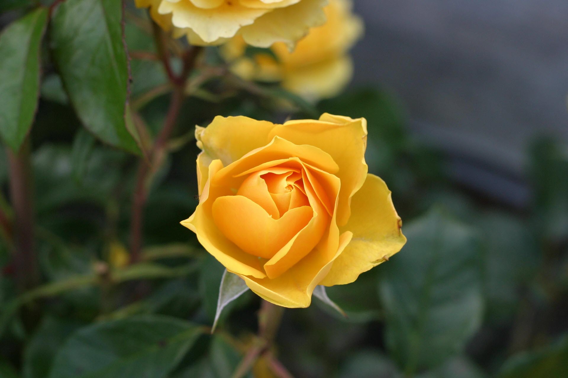 Hình hoa hồng vàng đẹp