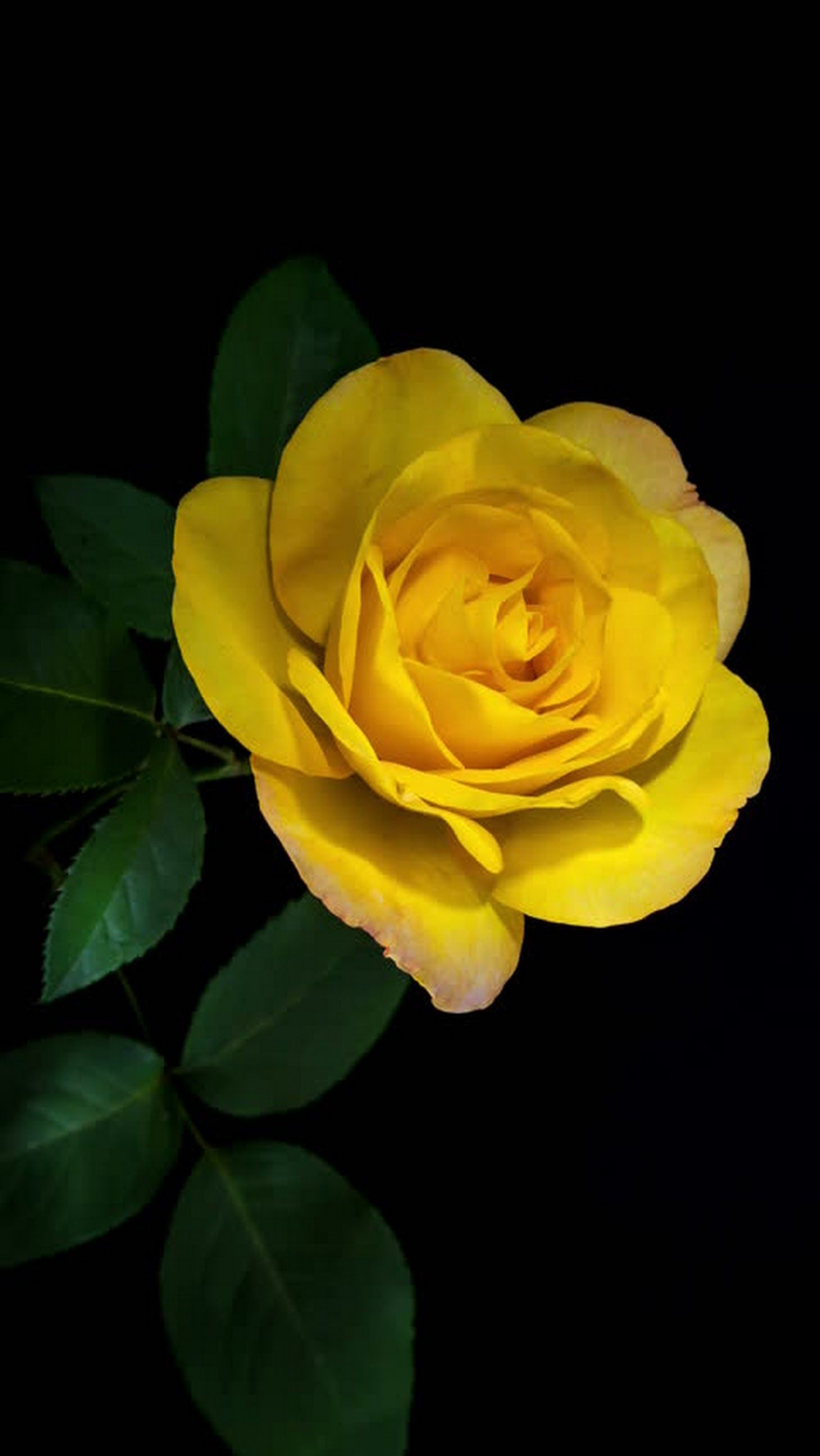 Hình hoa hồng vàng