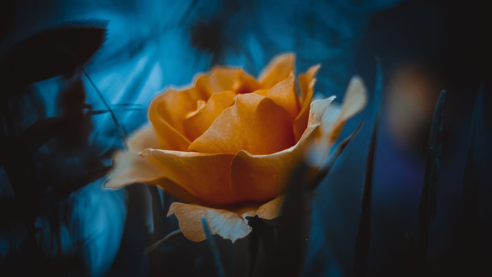 Hình nền hoa hồng vàng vintage