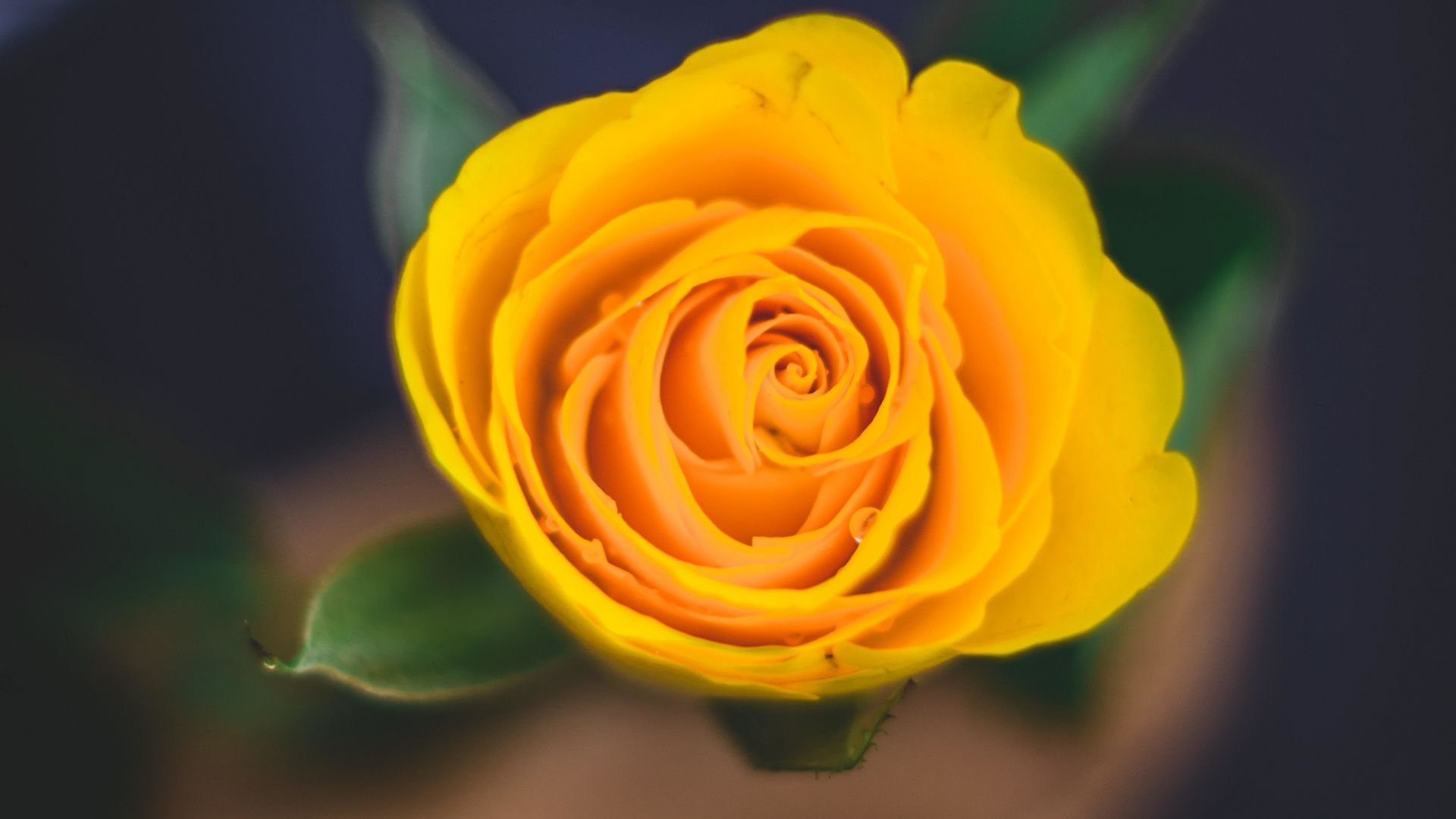 Hình nền hoa hồng vàng đẹp