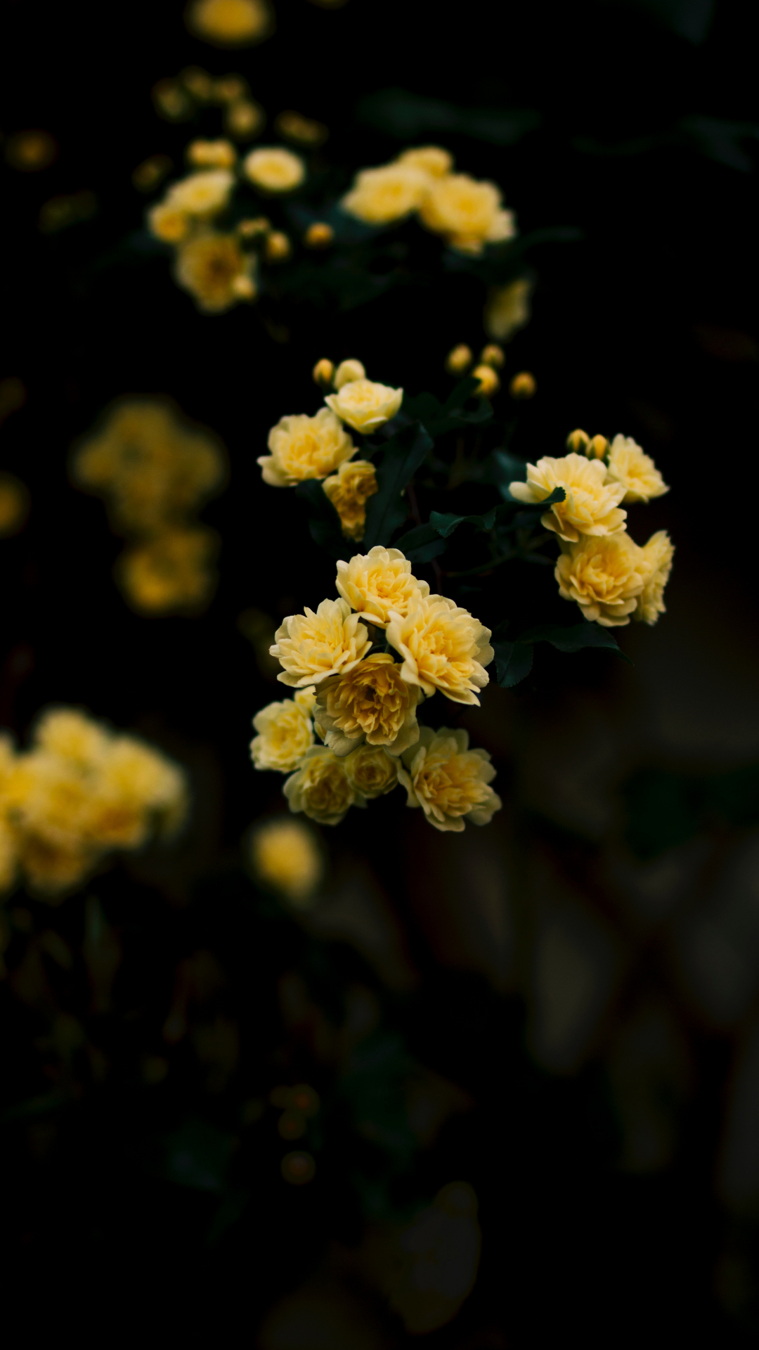 Hoa hồng vàng đẹp