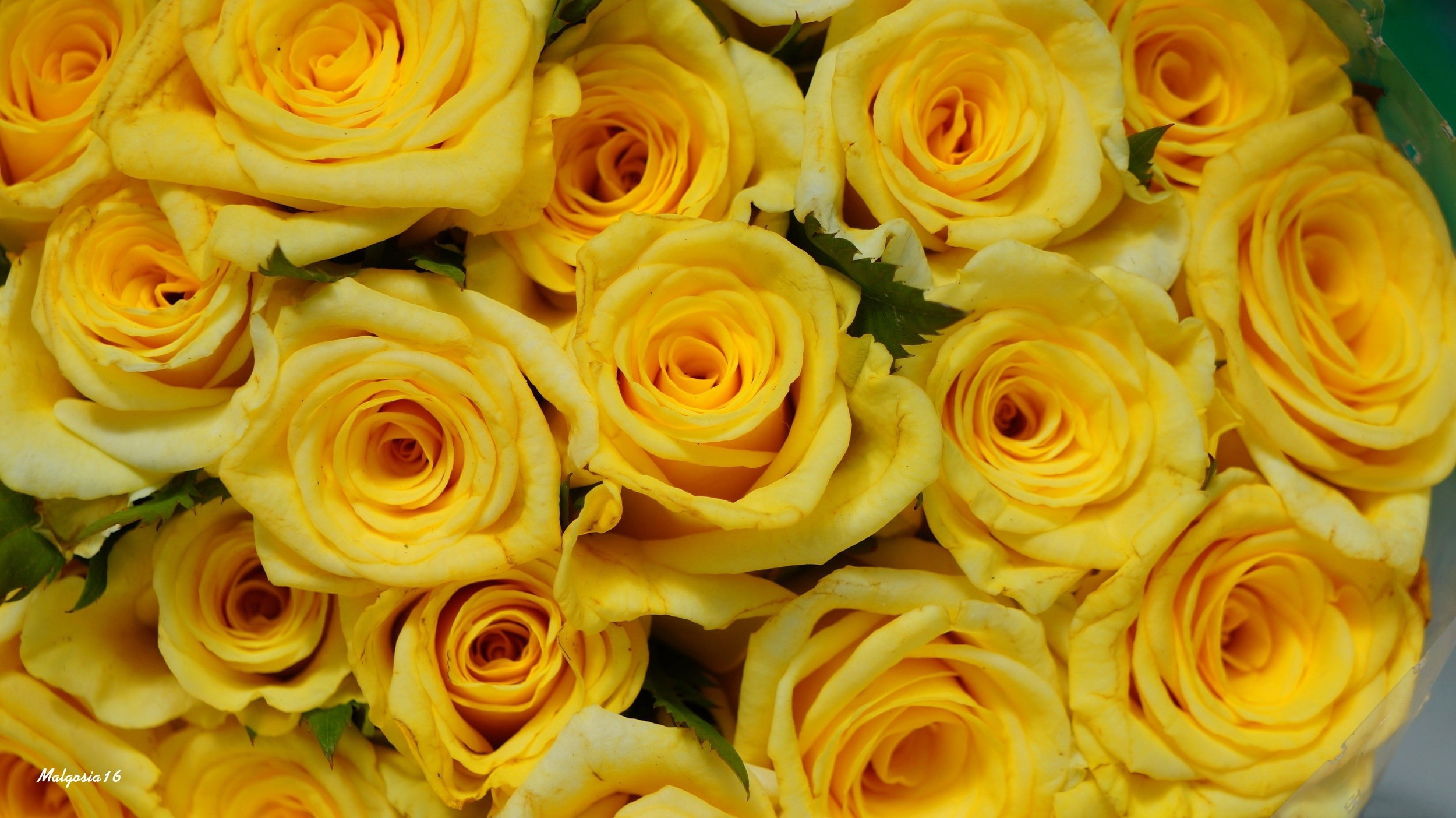 Hoa hồng vàng đẹp nhất