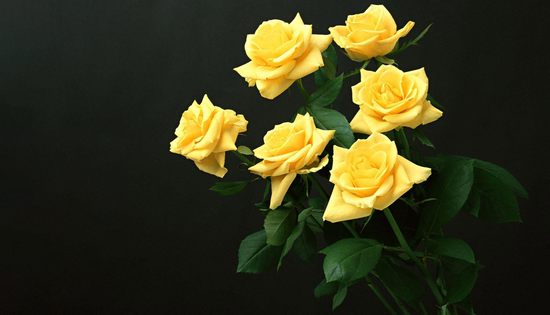 Hoa hồng vàng đẹp