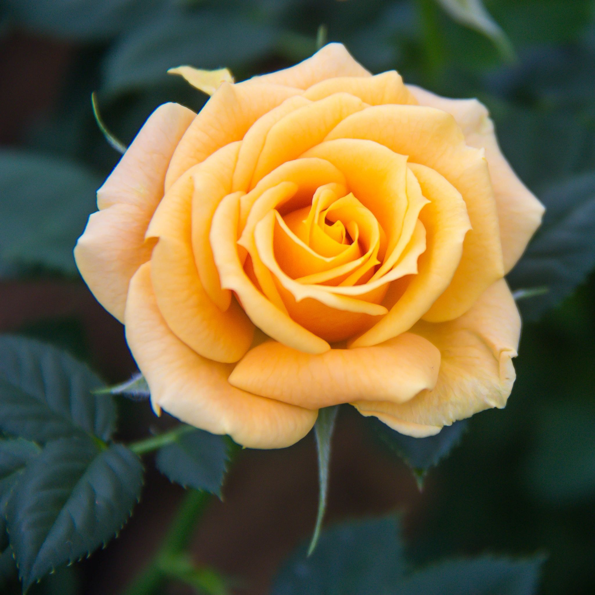 Yellow Rose Images