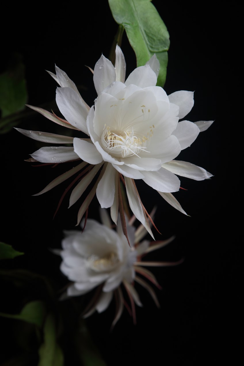 Queen of the Night Flower Black Background