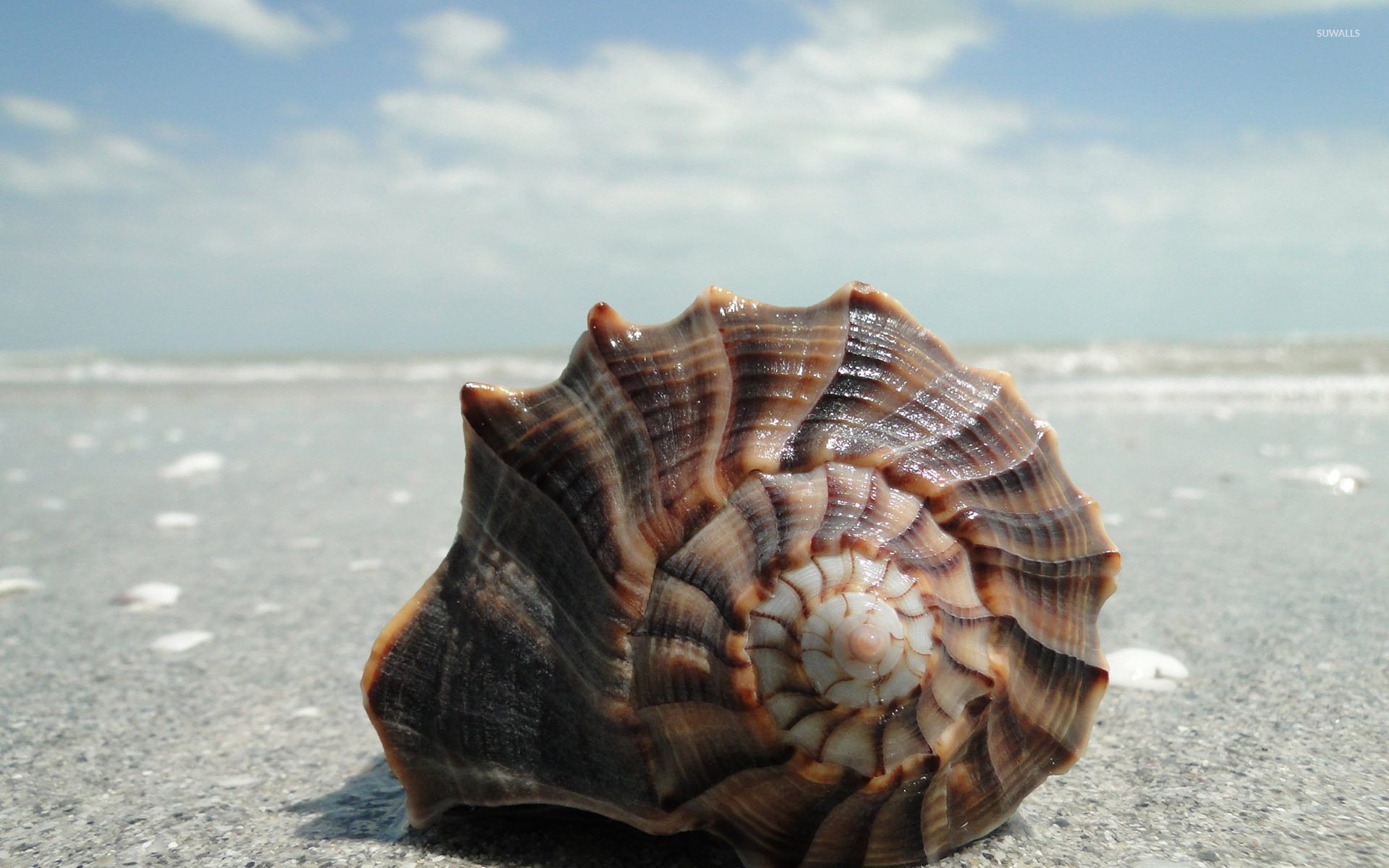 Sea Snail Images