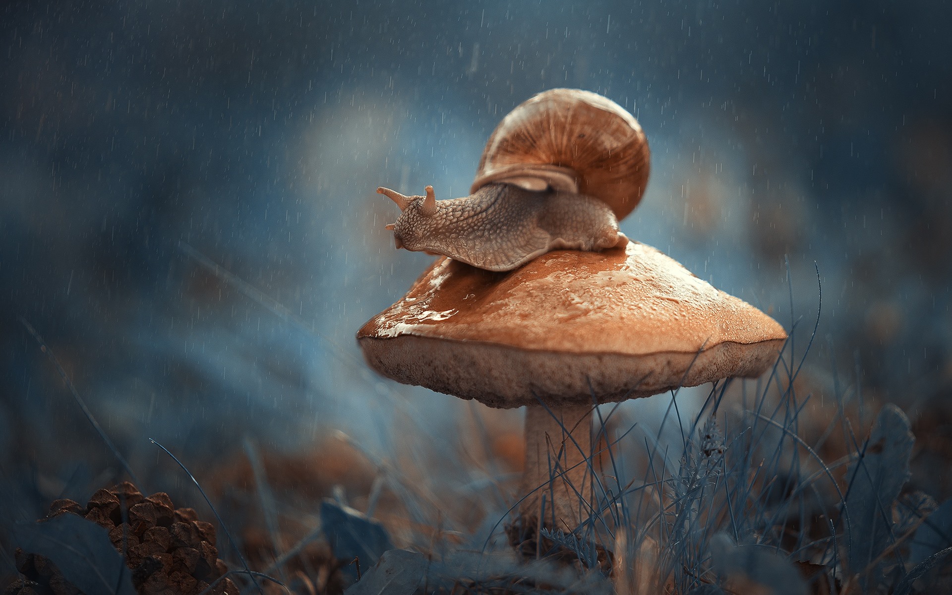 Snail images