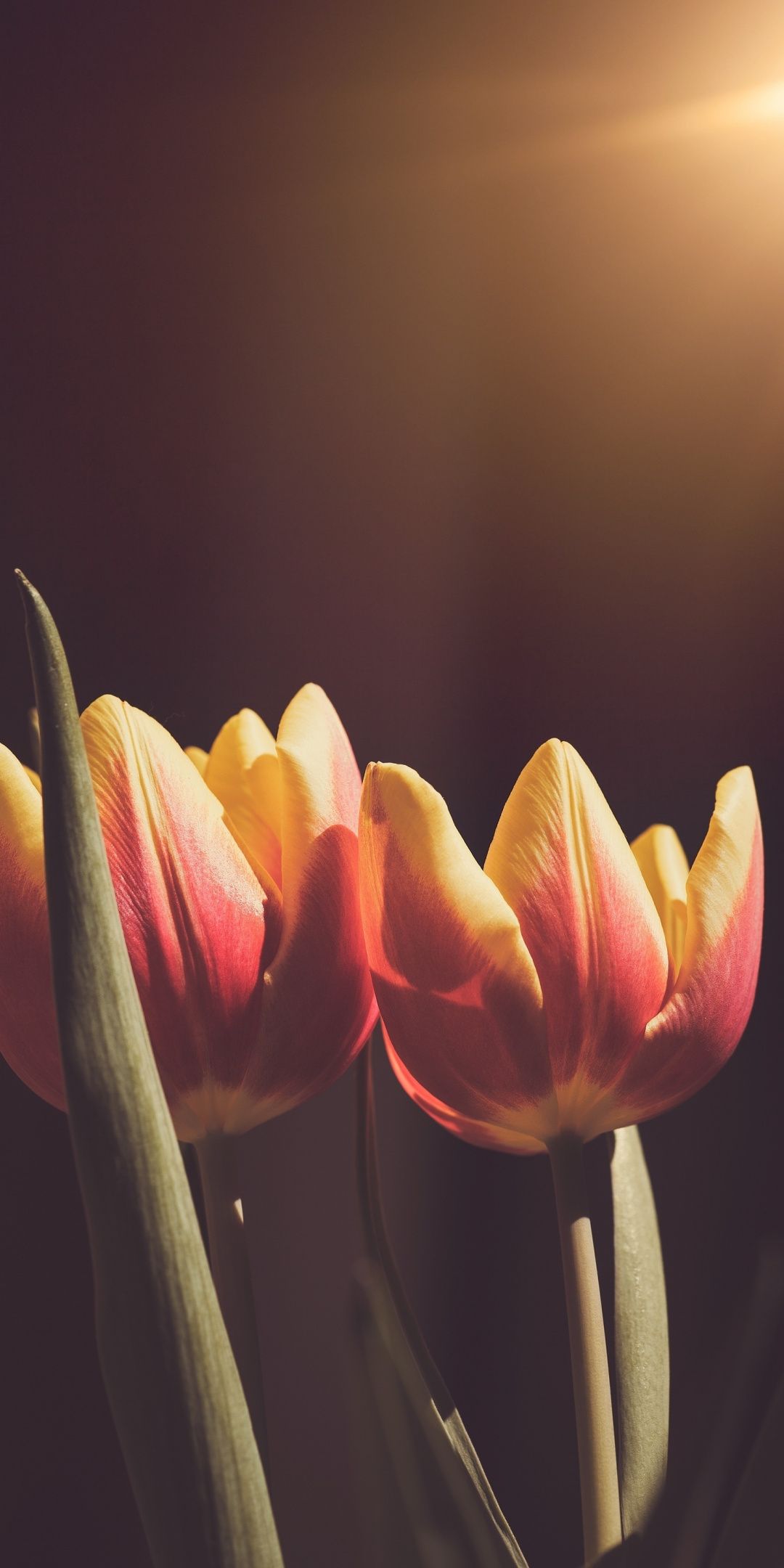 Ảnh hoa Tulip đẹp làm hình nền