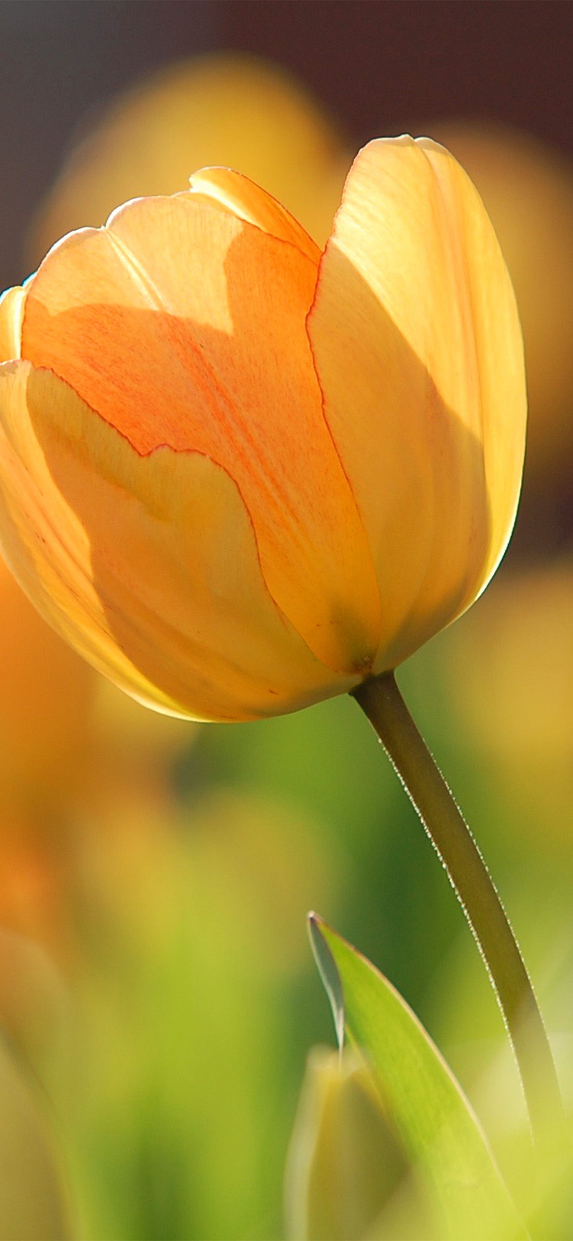 Ảnh nền bông hoa Tulip