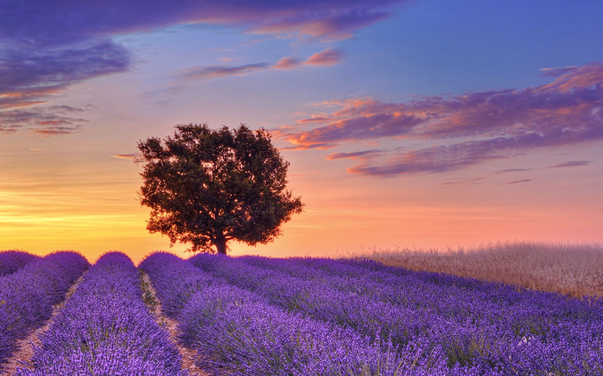 Chi tiết 100 hình nền lavender tuyệt vời nhất  Tin học Đông Hòa