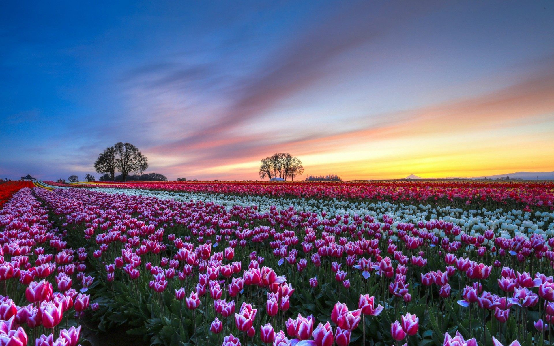 Ảnh nền cánh đồng hoa Tulip cực đẹp