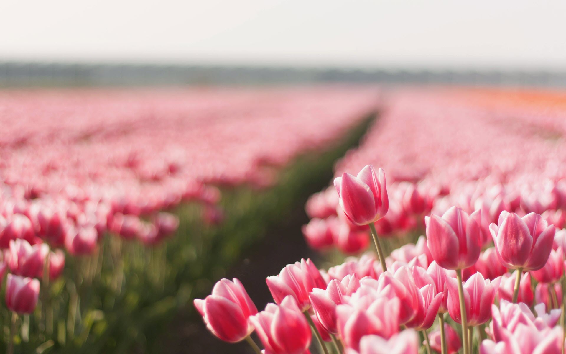 Ảnh nền cánh đồng hoa Tulip rực rỡ sắc màu