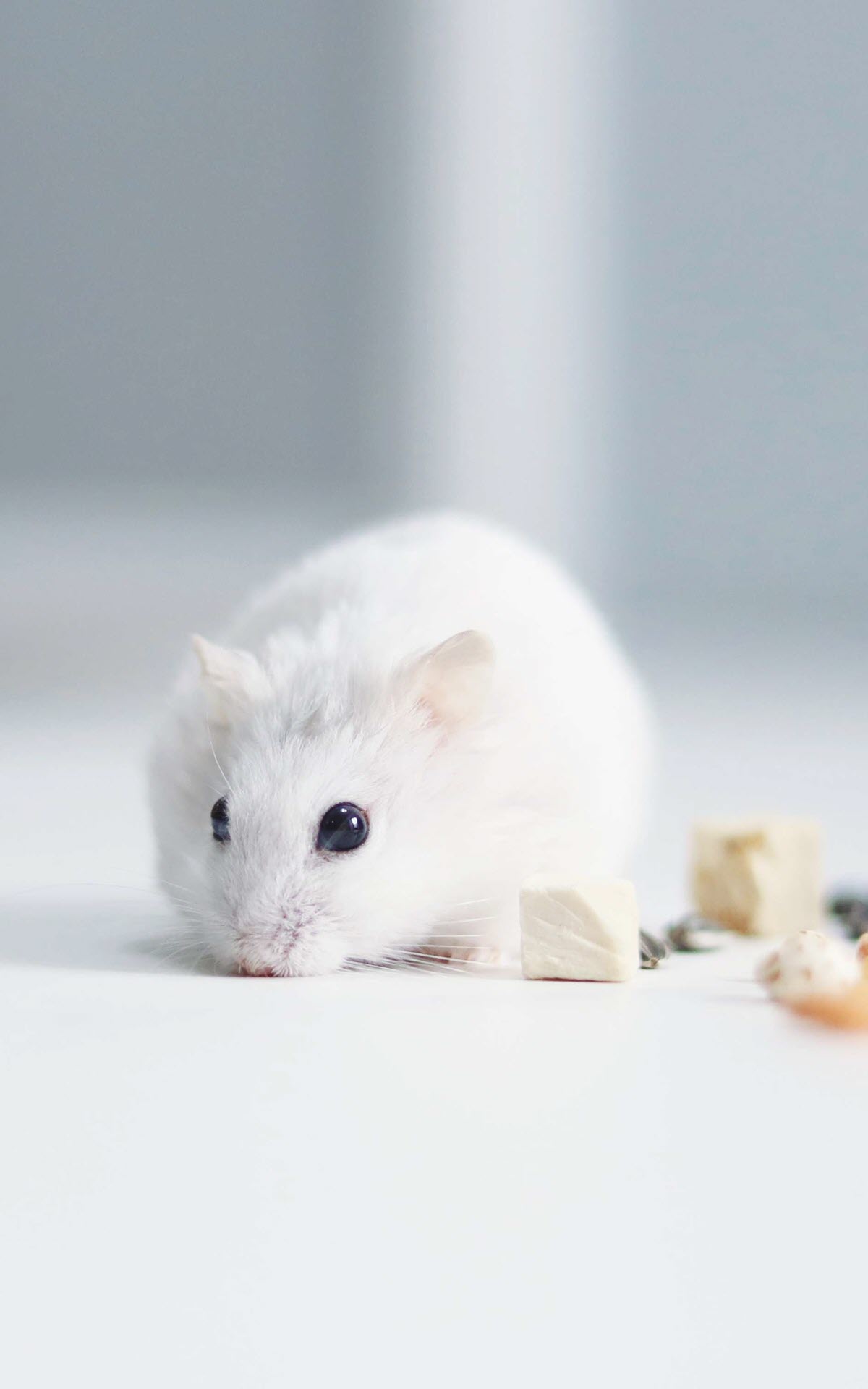 Ảnh nền con chuột Hamster mũm mĩm đáng yêu