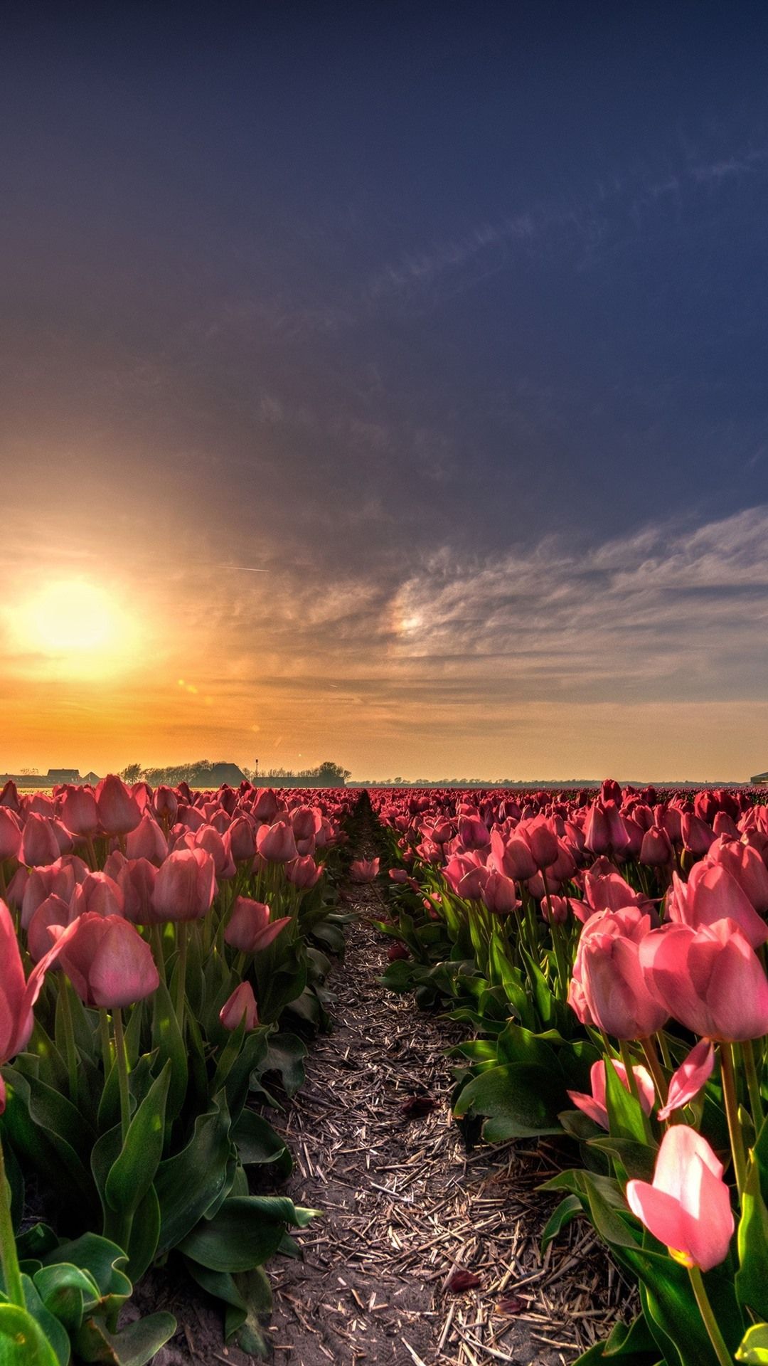 Tuyệt Đẹp Hình Nền Hoa Tulip