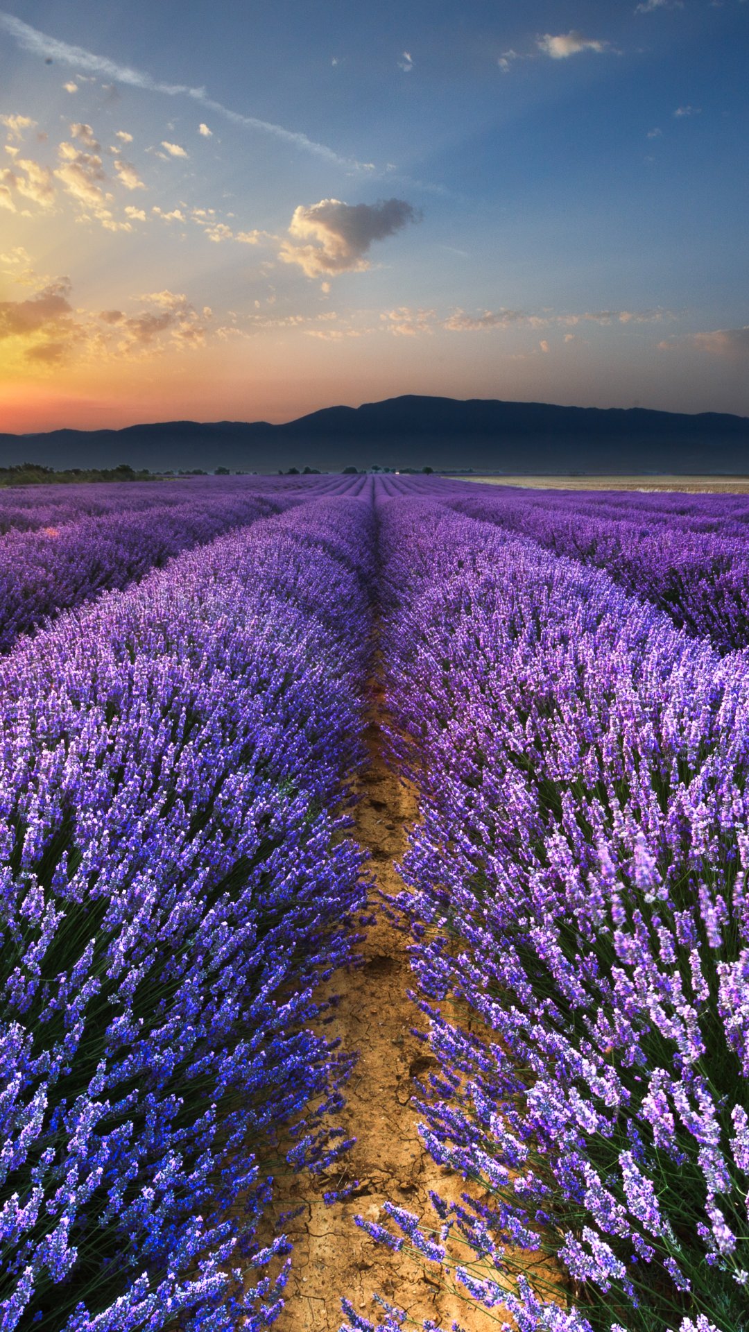 Ảnh nền hoa Oải Hương Lavender