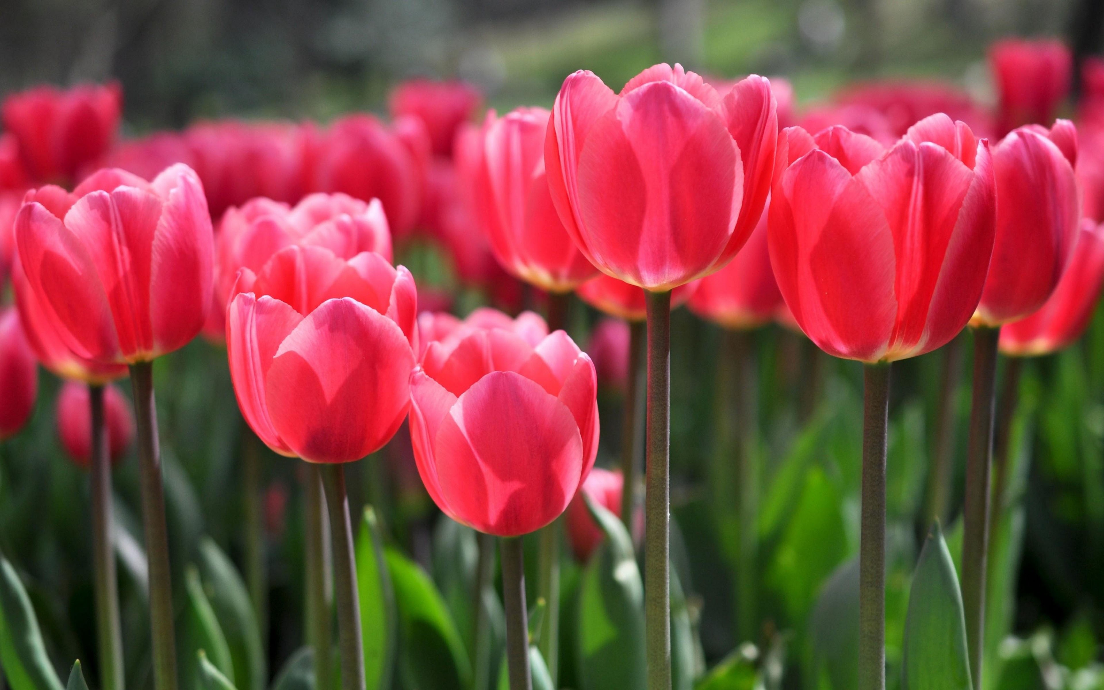 Ảnh nền hoa Tulip 4K