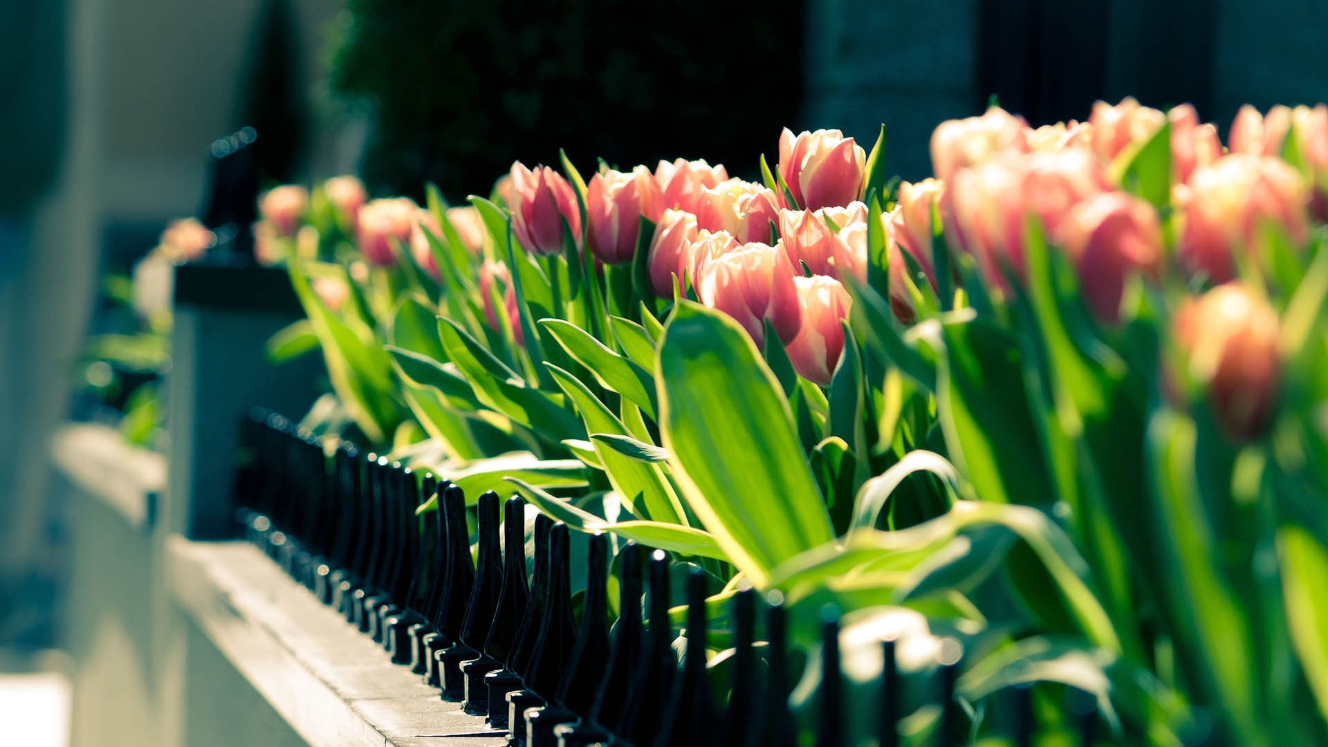 Ảnh nền hoa Tulip chân thực đẹp nhất