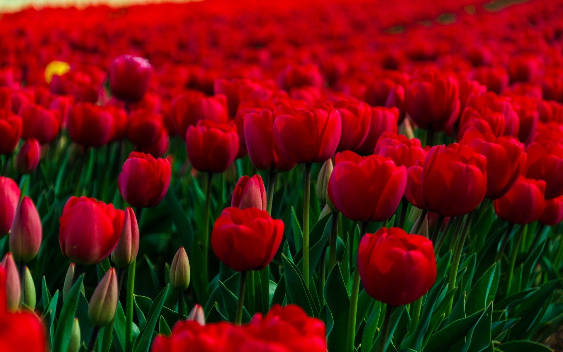 Ảnh nền hoa Tulip chất lượng cao