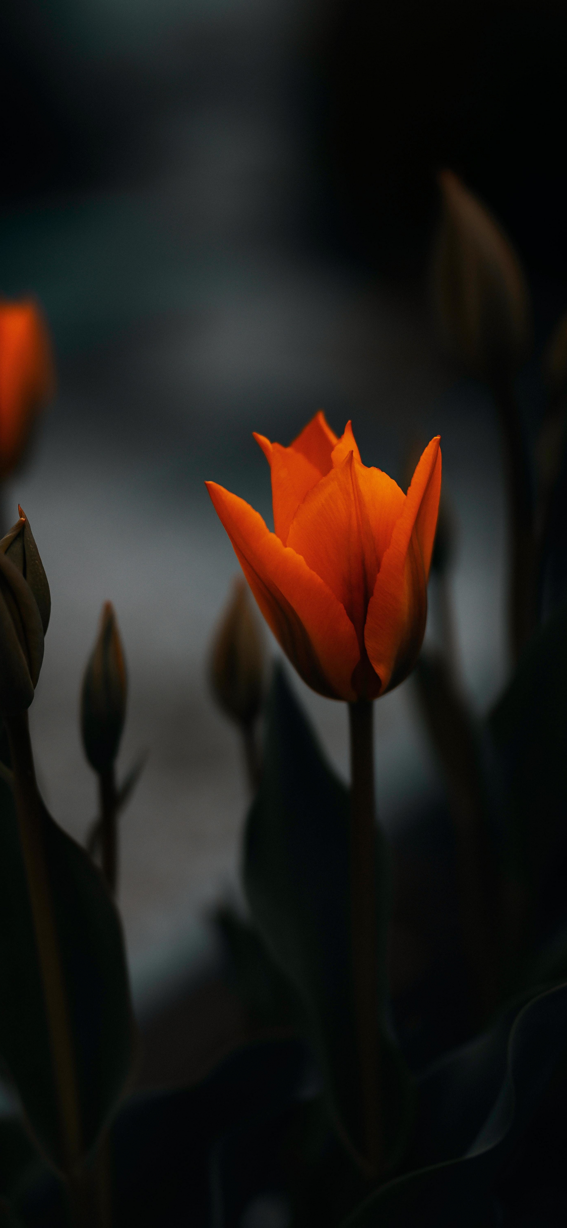 Ảnh nền hoa Tulip cho điện thoại