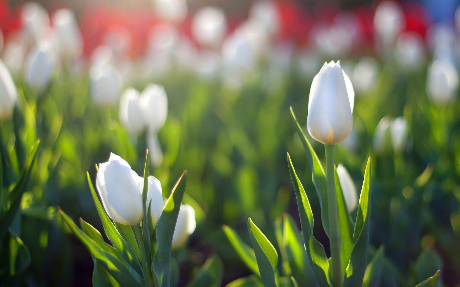 Hình Nền Hoa Tulip Tuyệt Đẹp