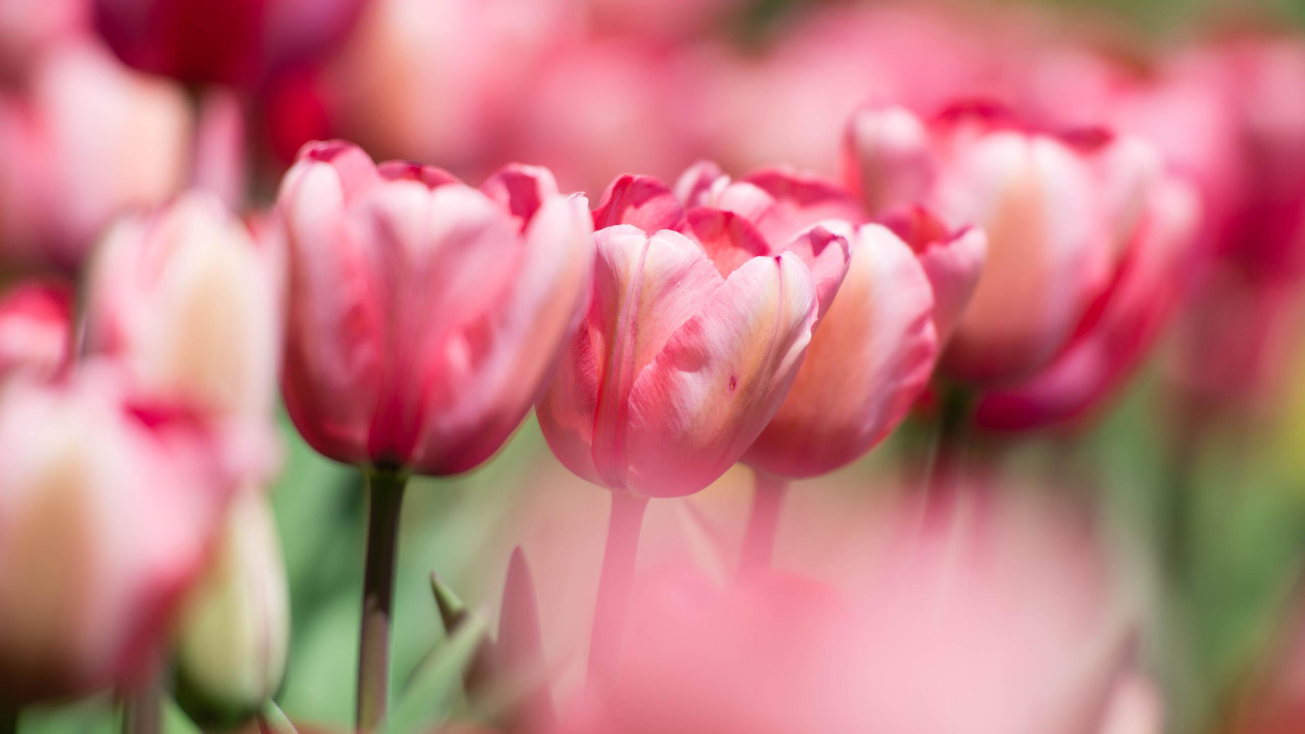 Ảnh nền hoa Tulip đẹp nhất