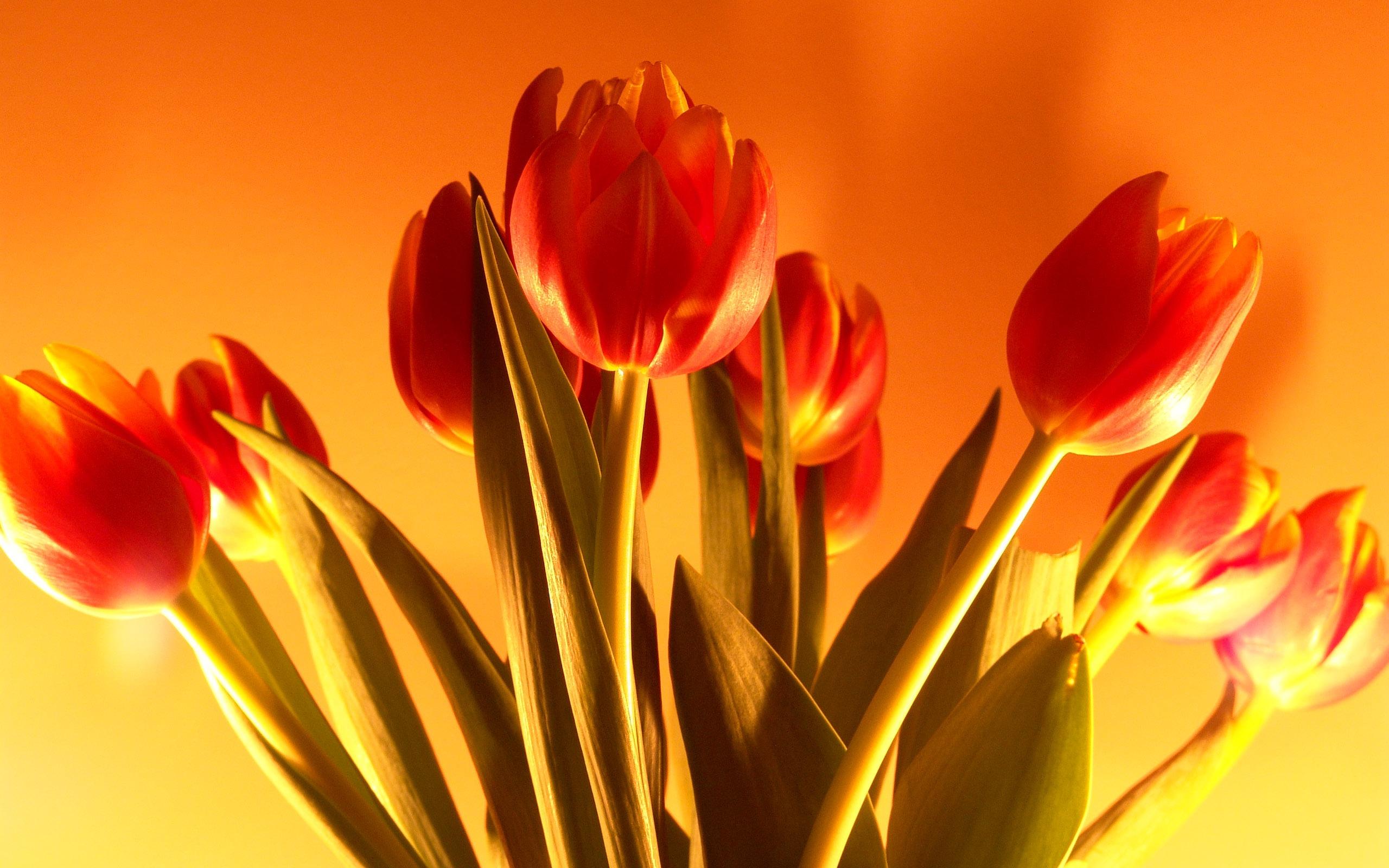 Ảnh nền hoa Tulip Full HD