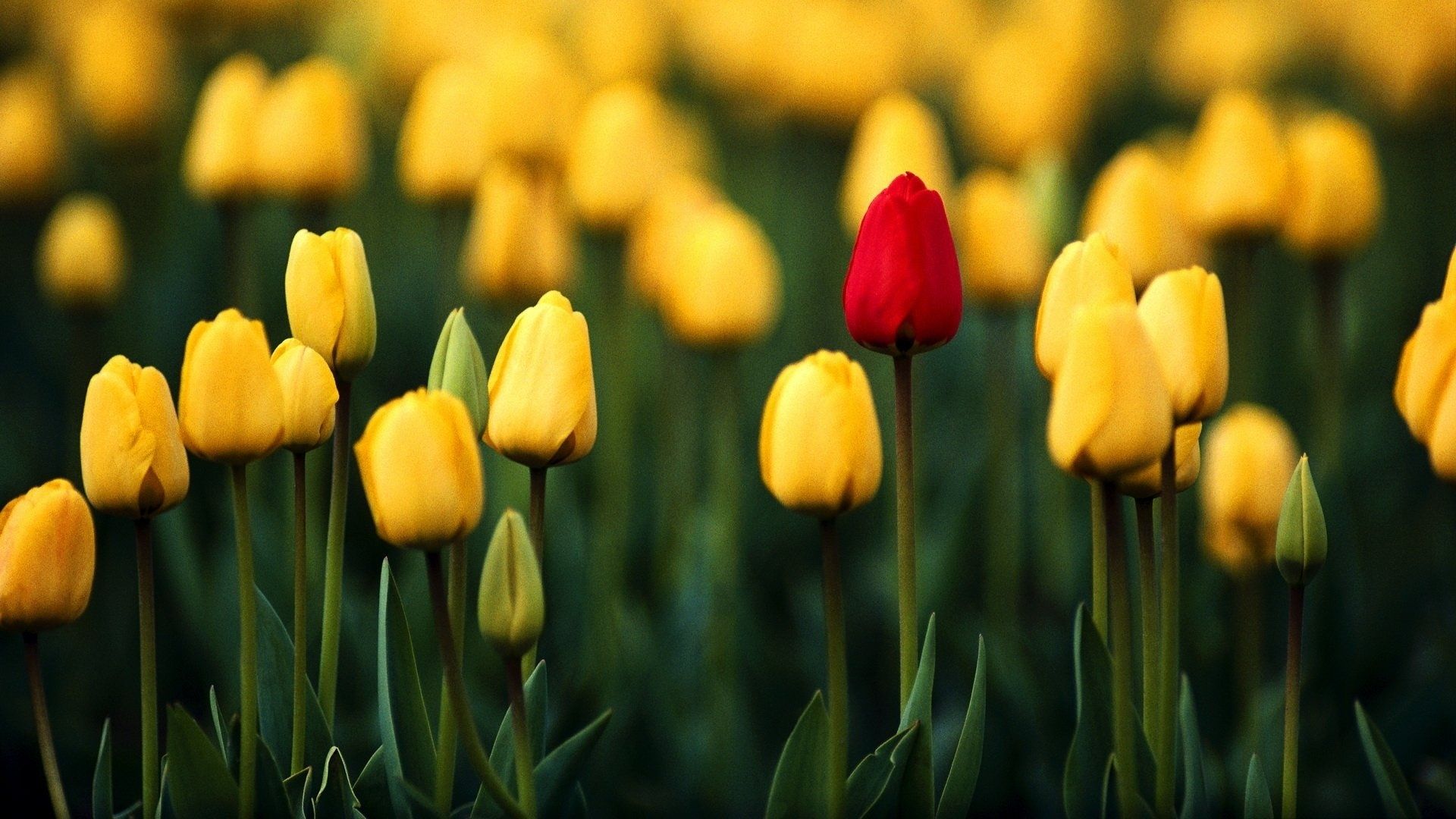 Ảnh nền hoa Tulip HD