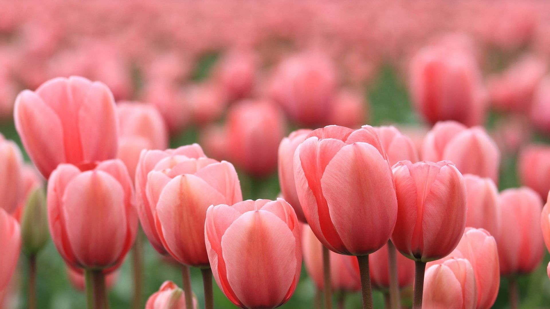Ảnh nền hoa Tulip hồng