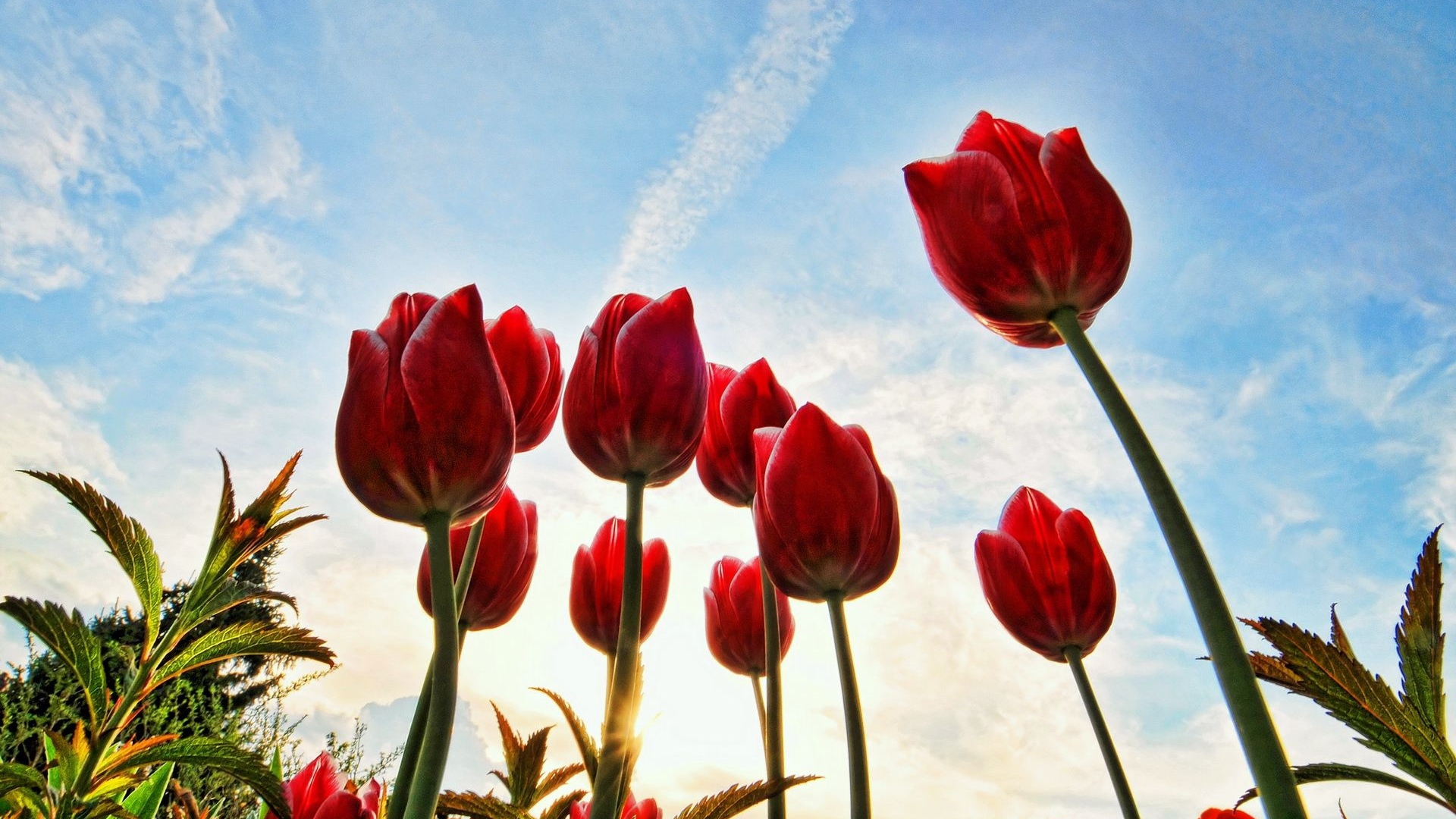 Ảnh nền hoa Tulip rực rỡ dưới nắng