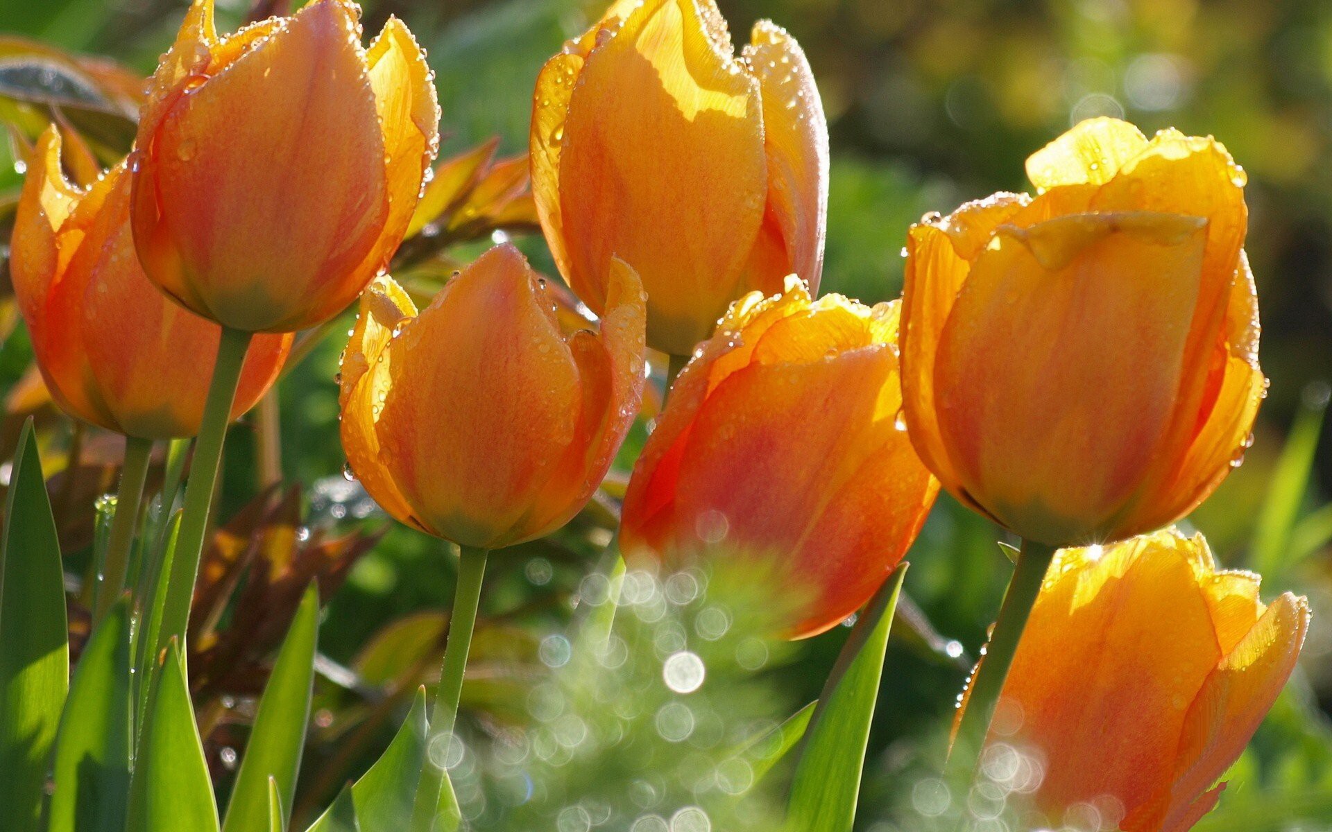 Ảnh nền hoa Tulip sau mưa