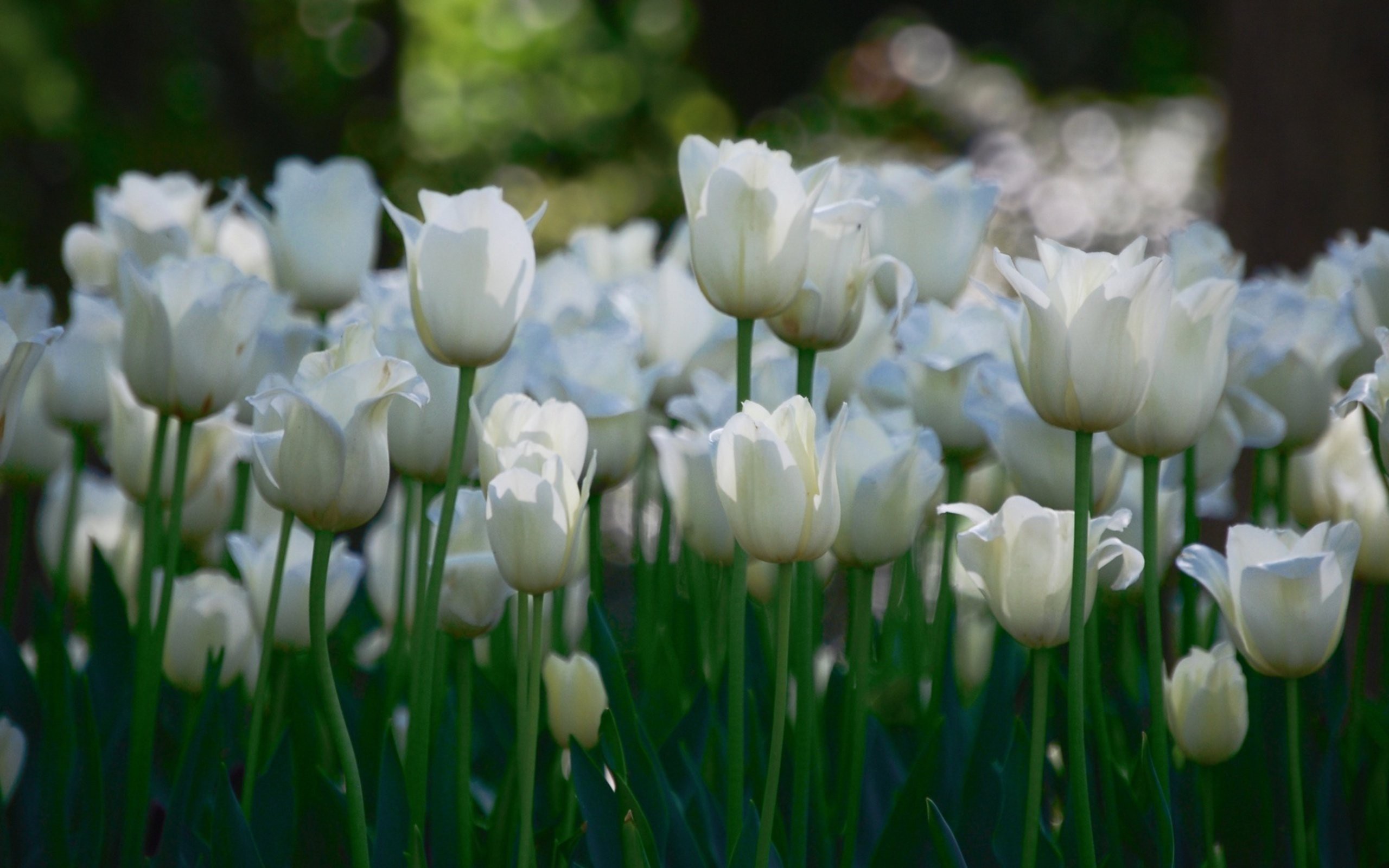 Ảnh nền hoa Tulip tuyệt đẹp