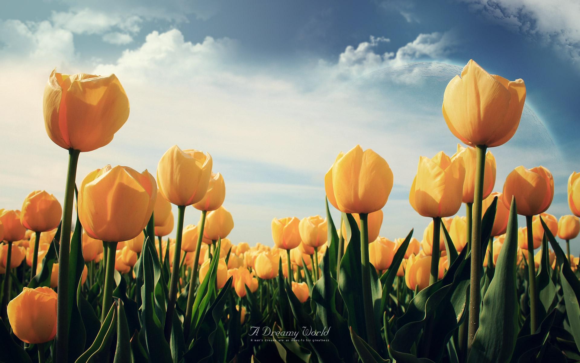 Ảnh nền hoa Tulip vàng