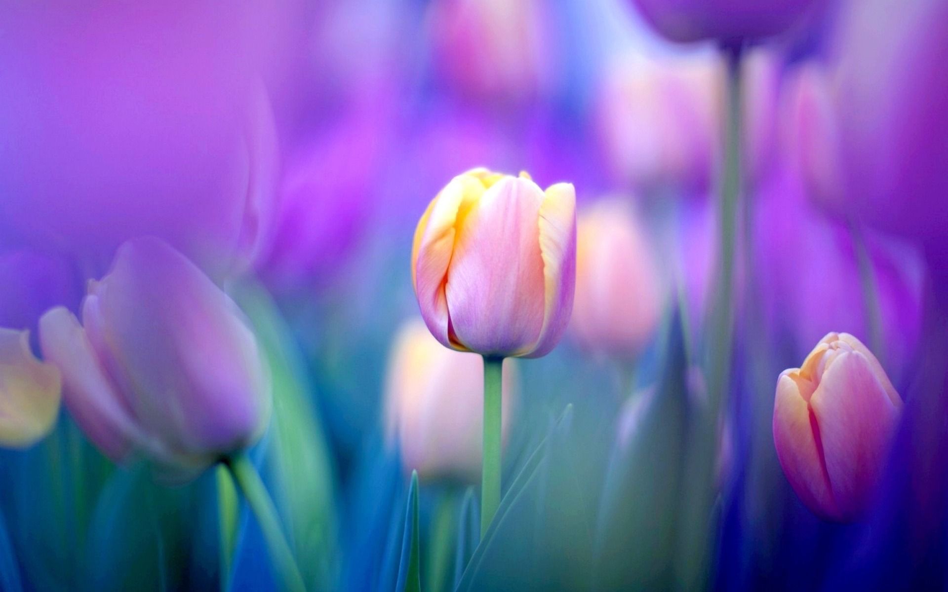 Ảnh nền hoa Tulip