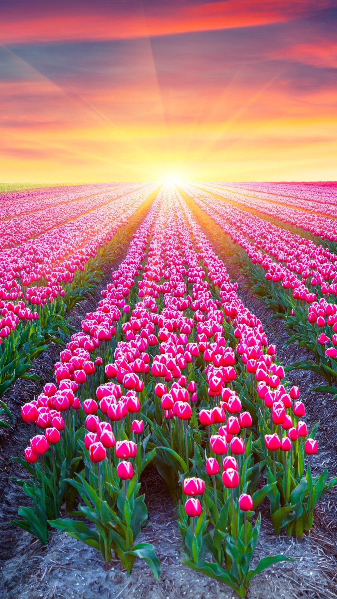 Hình nền hoa Tulip tuyệt đẹp