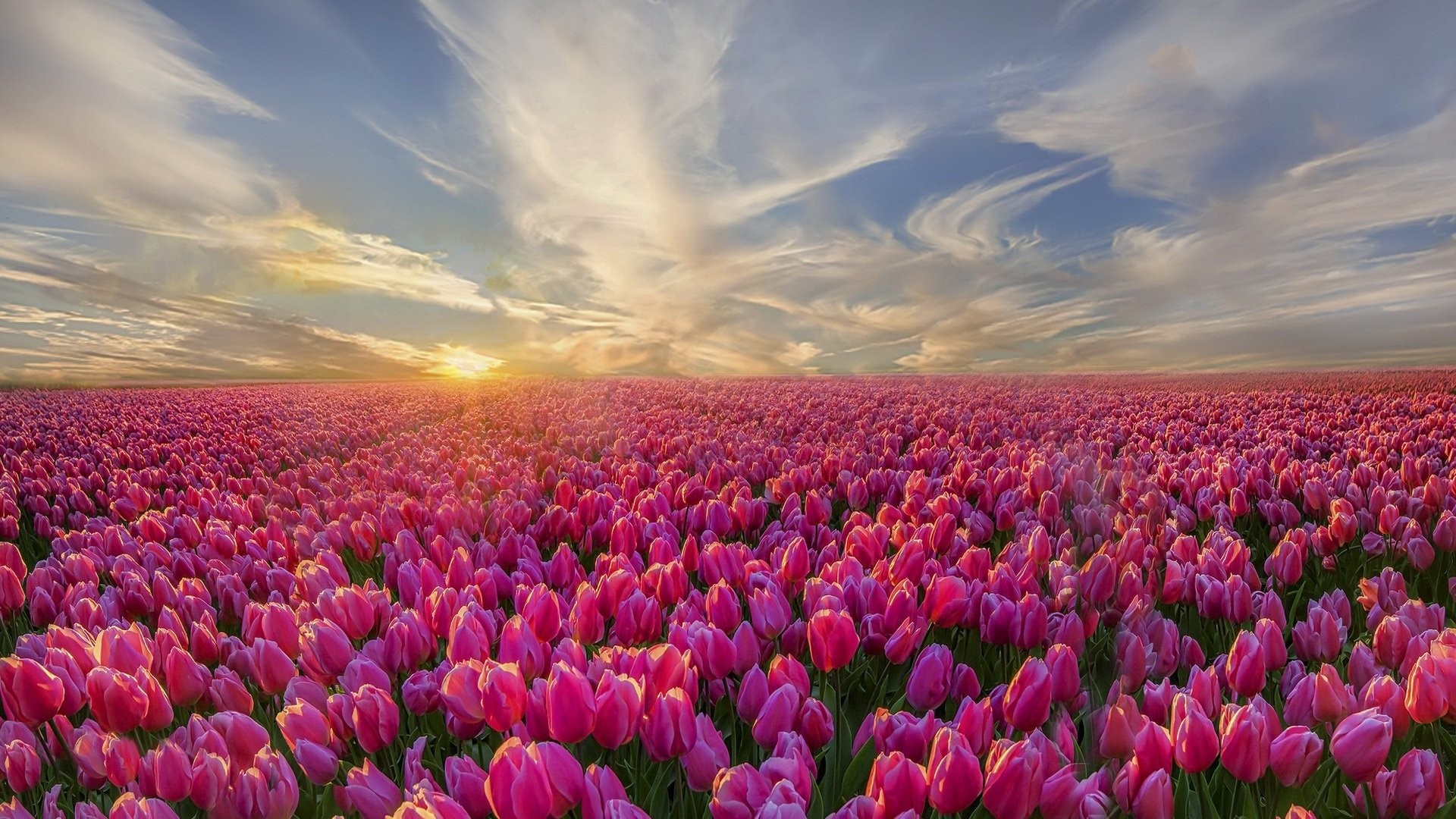 Hình nền cánh đồng hoa Tulip