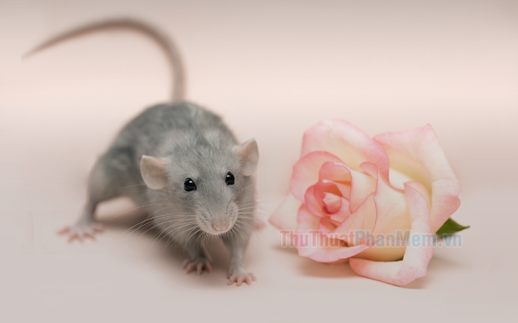 Hình nền con chuột cute, đáng yêu đẹp nhất