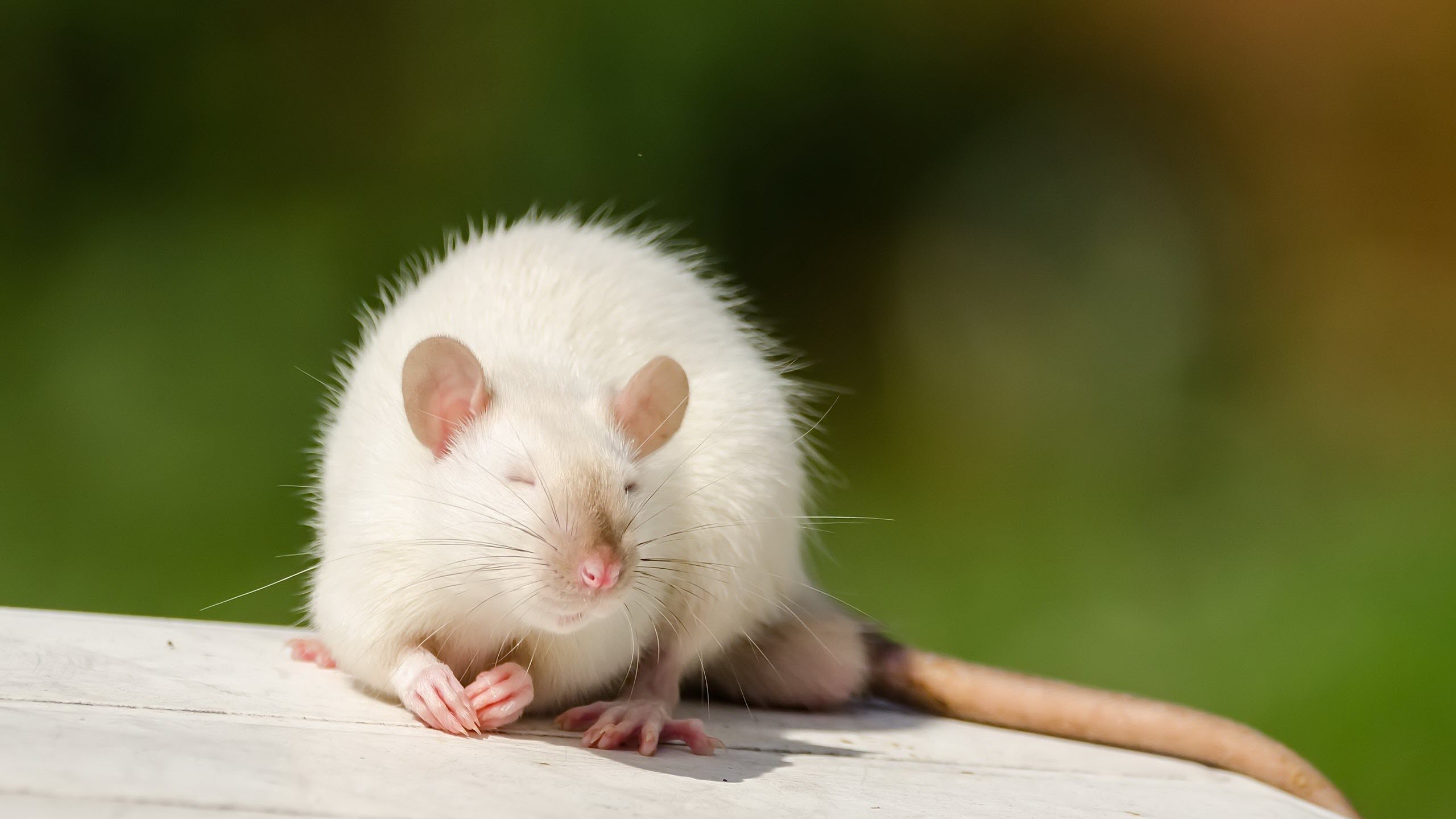 Hình nền con chuột cute đẹp nhất