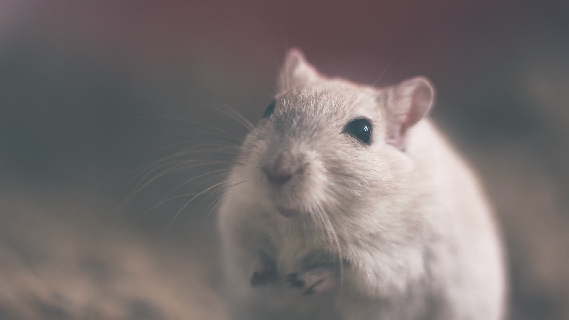 Hình nền con chuột dễ thương đẹp nhất