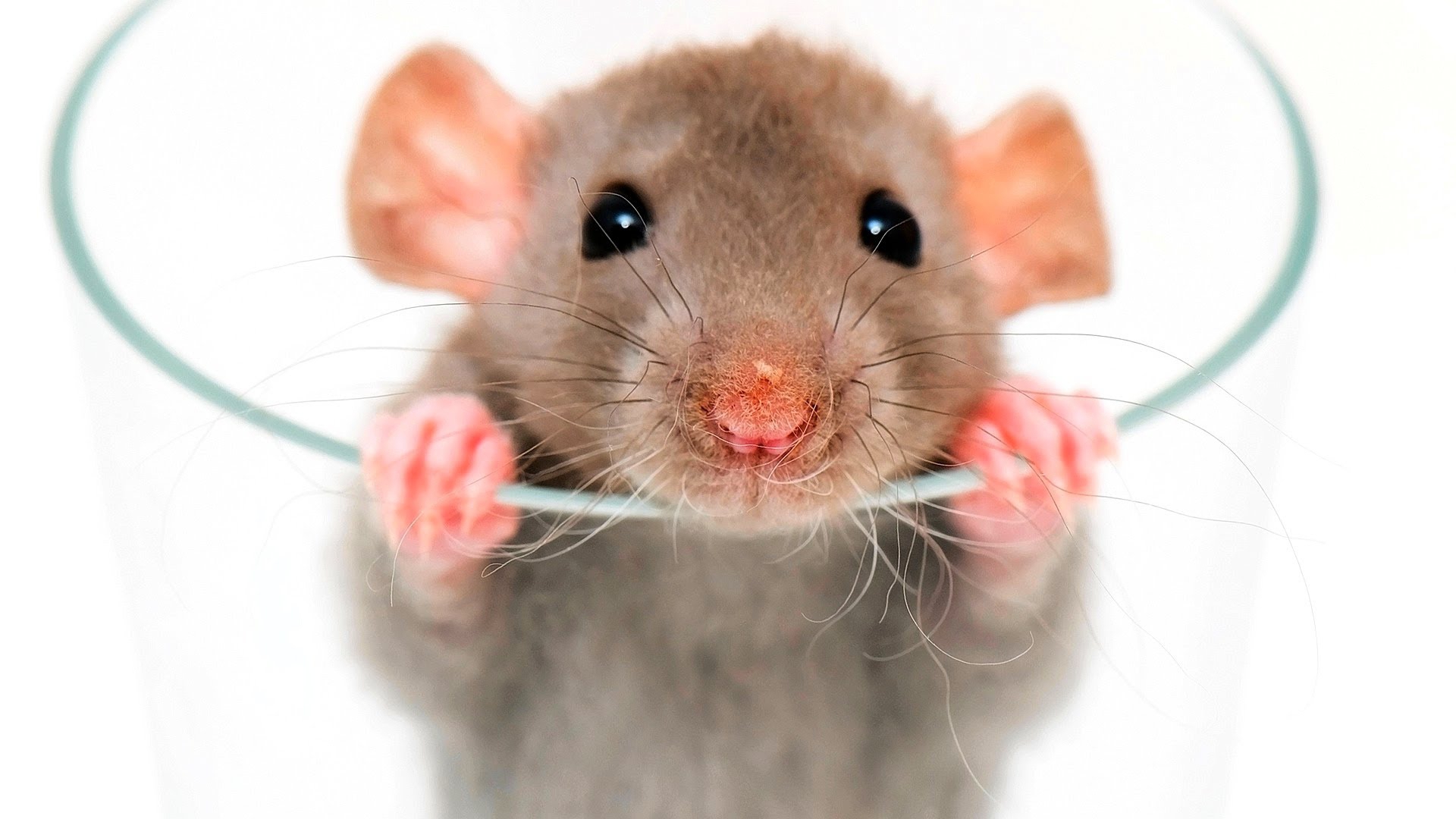 Hình nền con chuột dễ thương